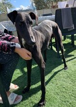 ENKO, Hund, Galgo Español-Mix in Spanien - Bild 6