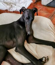 ENKO, Hund, Galgo Español-Mix in Spanien - Bild 7