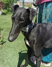 ENKO, Hund, Galgo Español-Mix in Spanien - Bild 8