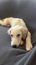 SIMBA, Hund, Mischlingshund in Griechenland - Bild 1