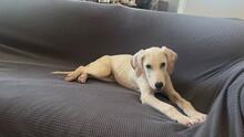 SIMBA, Hund, Mischlingshund in Griechenland - Bild 2