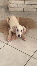 SIMBA, Hund, Mischlingshund in Griechenland - Bild 3