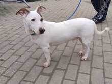 MALUMA, Hund, Bodeguero Andaluz-Mix in Grünstadt