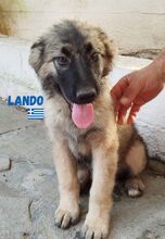 LANDO, Hund, Mischlings Hütehund in Griechenland - Bild 1