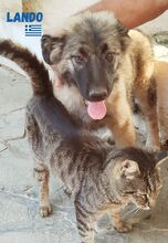 LANDO, Hund, Mischlings Hütehund in Griechenland - Bild 2