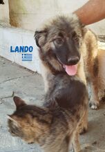 LANDO, Hund, Mischlings Hütehund in Griechenland - Bild 3