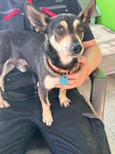 PLUTO, Hund, Chihuahua-Mix in Spanien