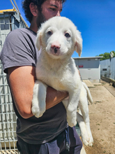 MONICA, Hund, Mischlingshund in Italien - Bild 1