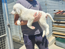 MONICA, Hund, Mischlingshund in Italien - Bild 2