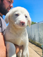 MONICA, Hund, Mischlingshund in Italien - Bild 3