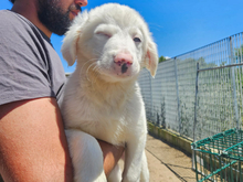 MONICA, Hund, Mischlingshund in Italien - Bild 4