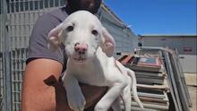 MARCELLA, Hund, Mischlingshund in Italien - Bild 1