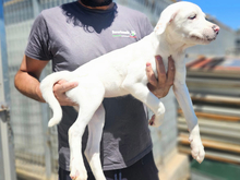 MARCELLA, Hund, Mischlingshund in Italien - Bild 2