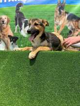 JEANNY, Hund, Mischlingshund in Rumänien - Bild 3
