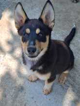 KALANI, Hund, Mischlingshund in Rumänien - Bild 1