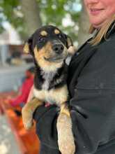 KALANI, Hund, Mischlingshund in Rumänien - Bild 2
