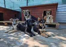 KALANI, Hund, Mischlingshund in Rumänien - Bild 3