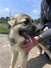 FANNI, Hund, Mischlingshund in Rumänien - Bild 3
