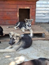 FANNI, Hund, Mischlingshund in Rumänien - Bild 4