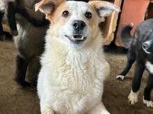 VALENA, Hund, Mischlingshund in Rumänien - Bild 1