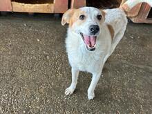 VALENA, Hund, Mischlingshund in Rumänien - Bild 3