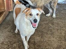 VALENA, Hund, Mischlingshund in Rumänien - Bild 4