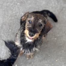ZSOFI, Hund, Rauhaardackel in Ungarn - Bild 2