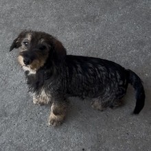 ZSOFI, Hund, Rauhaardackel in Ungarn - Bild 5