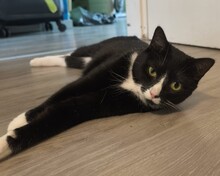 COOKIE, Katze, Europäisch Kurzhaar in Mönchengladbach - Bild 1