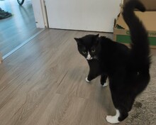 COOKIE, Katze, Europäisch Kurzhaar in Mönchengladbach - Bild 2