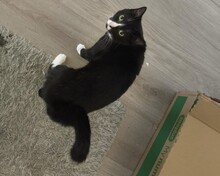 COOKIE, Katze, Europäisch Kurzhaar in Mönchengladbach - Bild 3