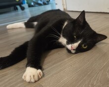 COOKIE, Katze, Europäisch Kurzhaar in Mönchengladbach - Bild 4