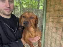 TÜCSÖK7, Hund, Dackel in Ungarn - Bild 2