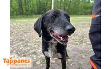 HEKTOR5, Hund, Mischlingshund in Ungarn - Bild 1