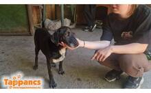 HEKTOR5, Hund, Mischlingshund in Ungarn - Bild 2