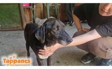 HEKTOR5, Hund, Mischlingshund in Ungarn - Bild 3