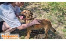 MORSZI4, Hund, Mischlingshund in Ungarn - Bild 1