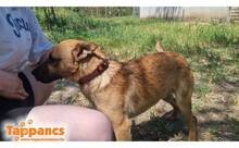 MORSZI4, Hund, Mischlingshund in Ungarn - Bild 2