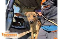 MORSZI4, Hund, Mischlingshund in Ungarn - Bild 3