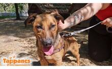 MAJLO3, Hund, Mischlingshund in Ungarn - Bild 1