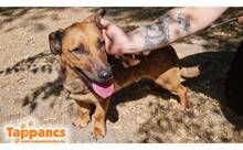 MAJLO3, Hund, Mischlingshund in Ungarn - Bild 2