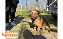 MAJLO3, Hund, Mischlingshund in Ungarn - Bild 3