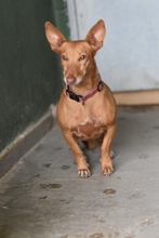 ROXIE, Hund, Podenco Maneto in Spanien - Bild 1