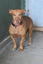 ROXIE, Hund, Podenco Maneto in Spanien - Bild 2
