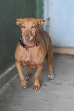 ROXIE, Hund, Podenco Maneto in Spanien - Bild 4