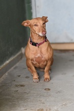 ROXIE, Hund, Podenco Maneto in Spanien - Bild 5