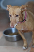 ROXIE, Hund, Podenco Maneto in Spanien - Bild 6