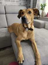 PAUL, Hund, Hütehund-Mix in Hannover - Bild 1