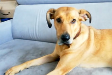 PAUL, Hund, Hütehund-Mix in Hannover - Bild 2