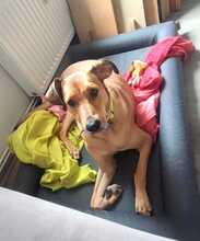 PAUL, Hund, Hütehund-Mix in Hannover - Bild 6